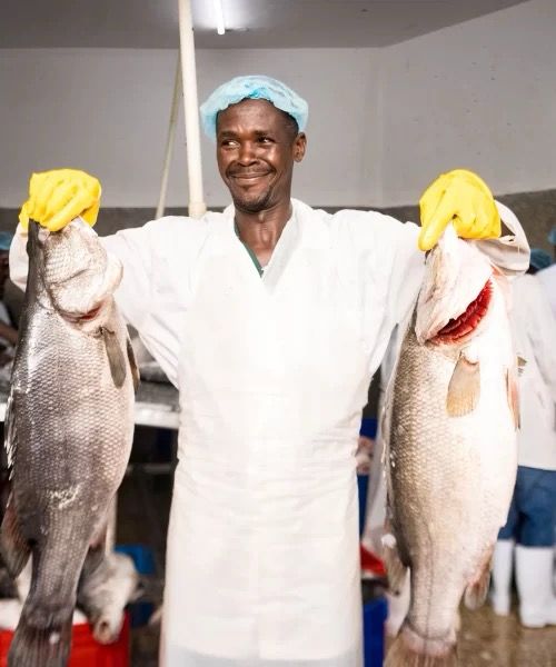 Mr. Fish — Uganda / Ghana